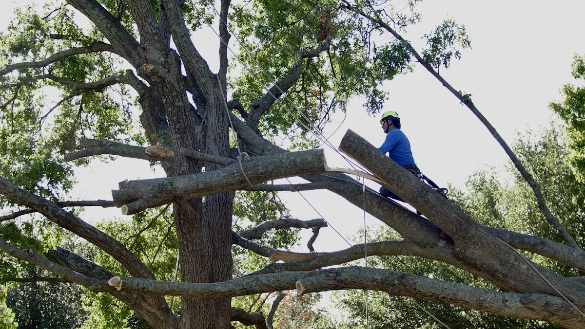 Professional Crown Thinning performed by certified arborists in Ranchester