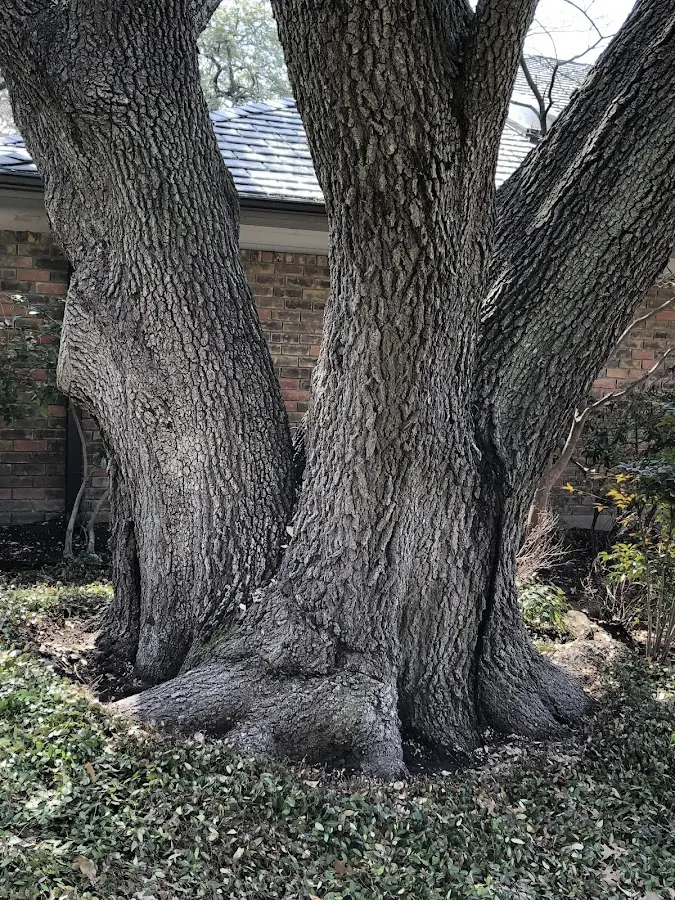 Mature heritage tree close to a Ranchester property cared for by certified arborists